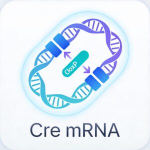 Cre mRNA