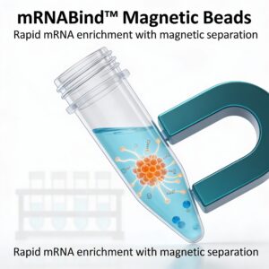 mRNABind™ magnetic beads