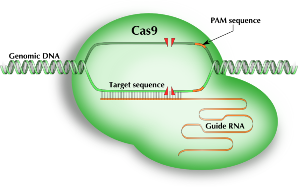 Cas9 - Arnav Biotech