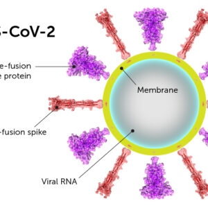 SARS-CoV-2 spike protein