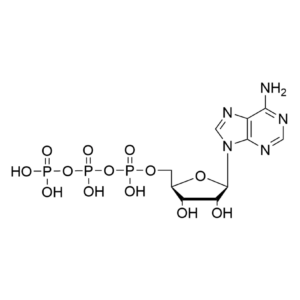 ATP, 100mM
