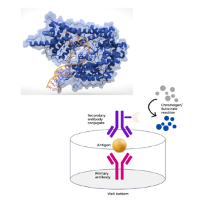 T7 RNA polymerase ELISA kit