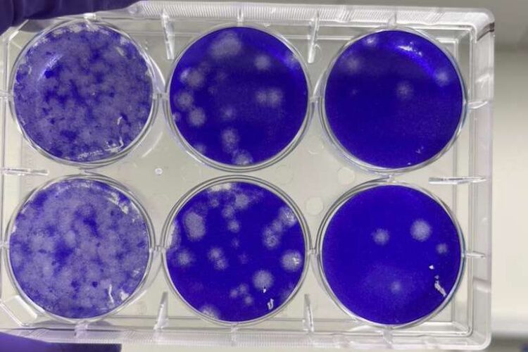 WhatsApp Image 2025-12-26 at 5.36.09 PM (6)